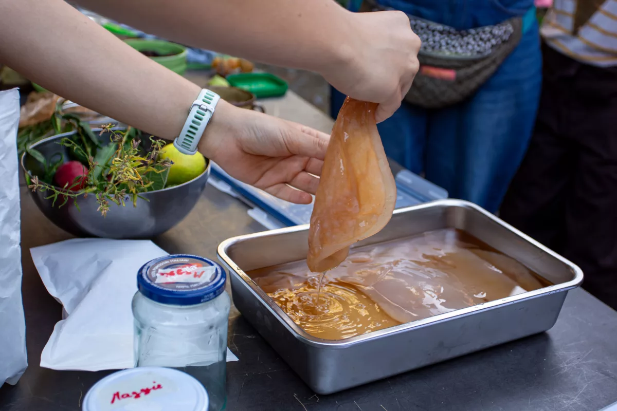 Atelier de kombucha à la Ferme de la Chapelle avec Byungseo Yoo. Partage du SCOBY (mère de kombucha). Photo Eva Valenzuela